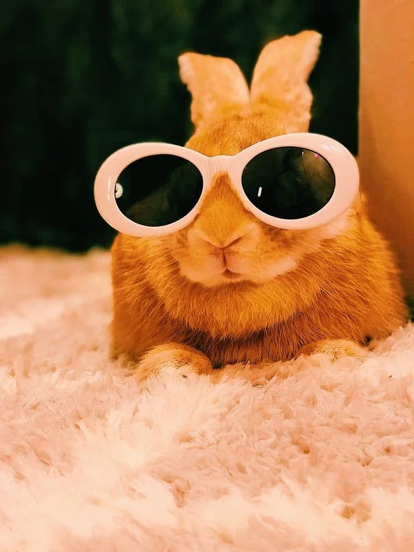 Alimento y Accesorios para animales exótico