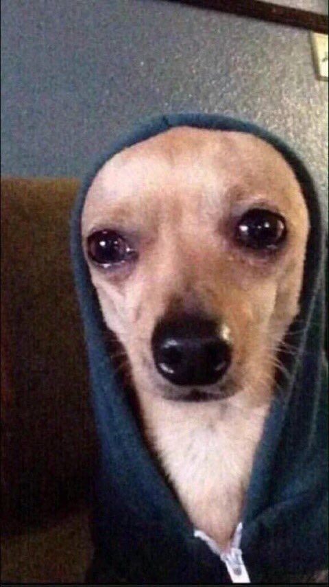 Yo: Voy a trabajar. Mi perro: ¿Me abandonas para siempre?