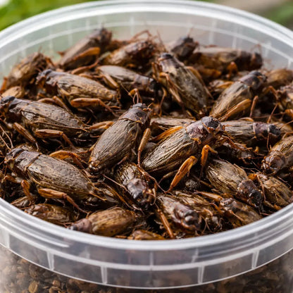 Grillos deshidratados 400 gramos
