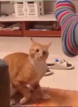 3 AM: Mi gato decidió que es hora de correr por toda la casa