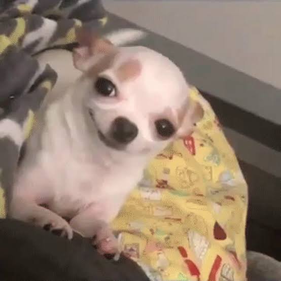 Perros: Amo a mi humano. Gatos: Tengo un humano