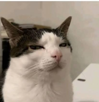 Cuando tu gato te mira como si fueras su empleado